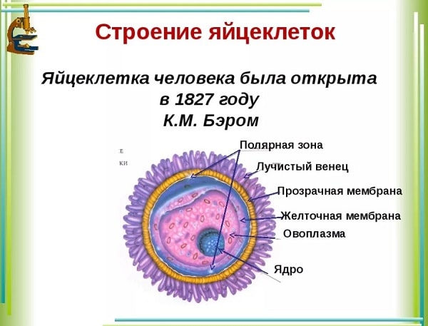 1 неделя беременности и до зачатия: что происходит Строение яйцеклетки