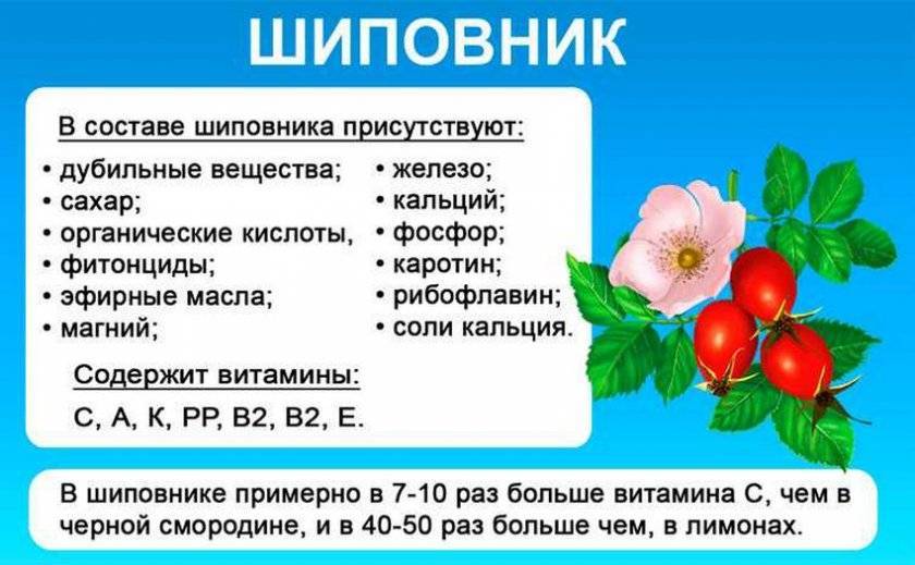 Шиповник: полезные свойства и противопоказания Полезные свойства