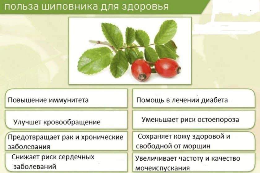 Шиповник: полезные свойства и противопоказания Польза плодов шиповника