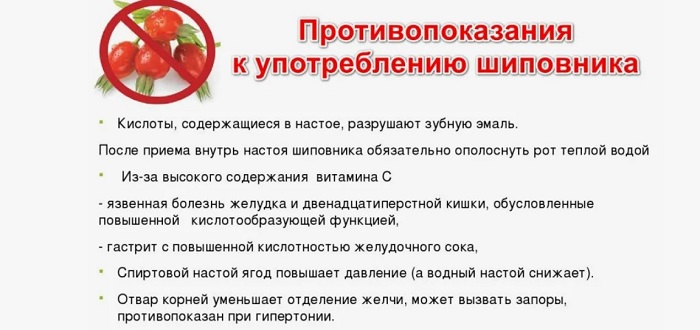 Шиповник: полезные свойства и противопоказания Шиповник: полезные свойства и противопоказания