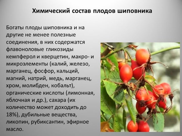 Шиповник: полезные свойства и противопоказания Состав и калорийность