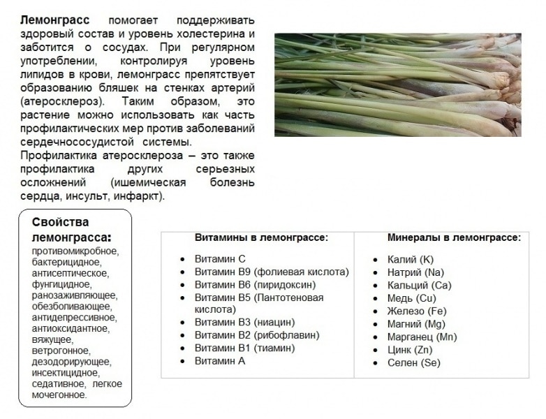 Лемонграсс что это такое и для чего используют Лемонграсс польза